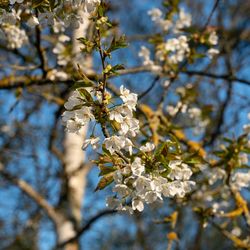 Low angle view of cherry blossoms in spring