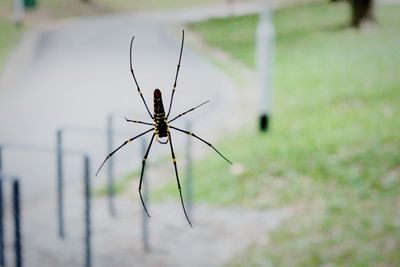 Close-up of spider on web