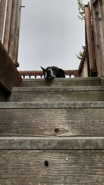 Low angle view of a dog on wooden wall