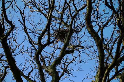 Low angle view of bare tree against clear blue sky