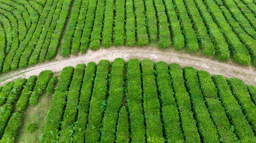 Full frame shot of farm