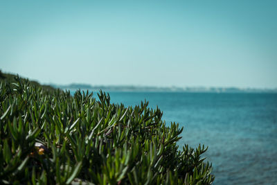 Plants growing by sea against clear sky