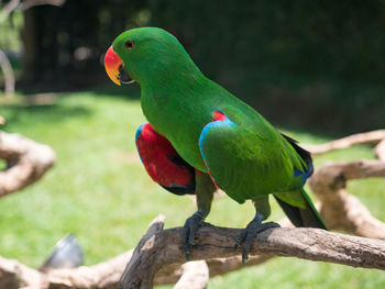 Close-up of parrot perching on branch