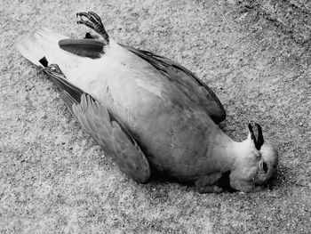 High angle view of pigeons on field