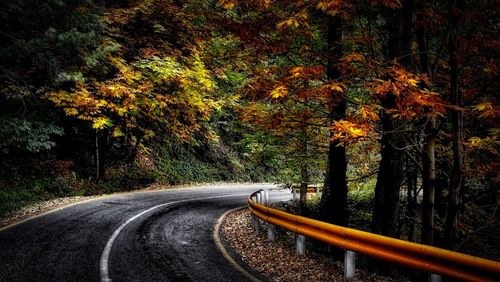 Road passing through forest