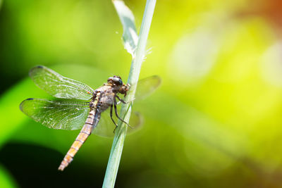 Close-up of insect on plant