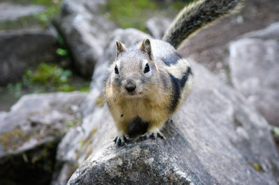 Close-up of an animal