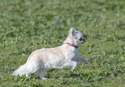 Side view of dog standing on field