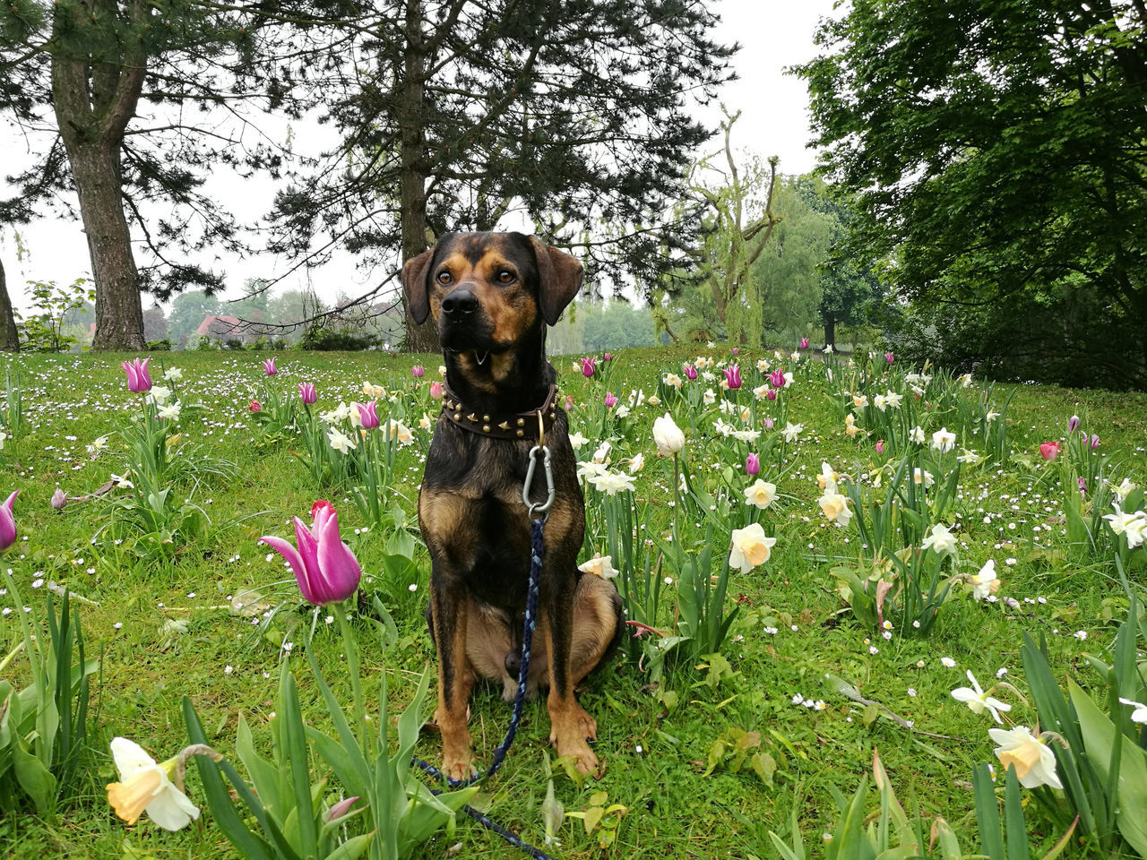 flower, growth, dog, nature, domestic animals, animal themes, pets, field, one animal, plant, day, grass, tree, green color, outdoors, mammal, beauty in nature, no people, looking at camera, freshness, flower head, sky