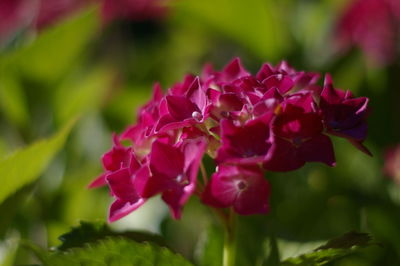 Close-up of pink flowering plant