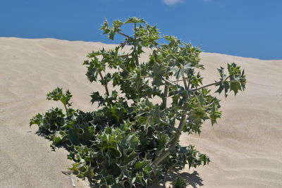 Plant growing on land against sky