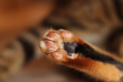 Close-up of a cat