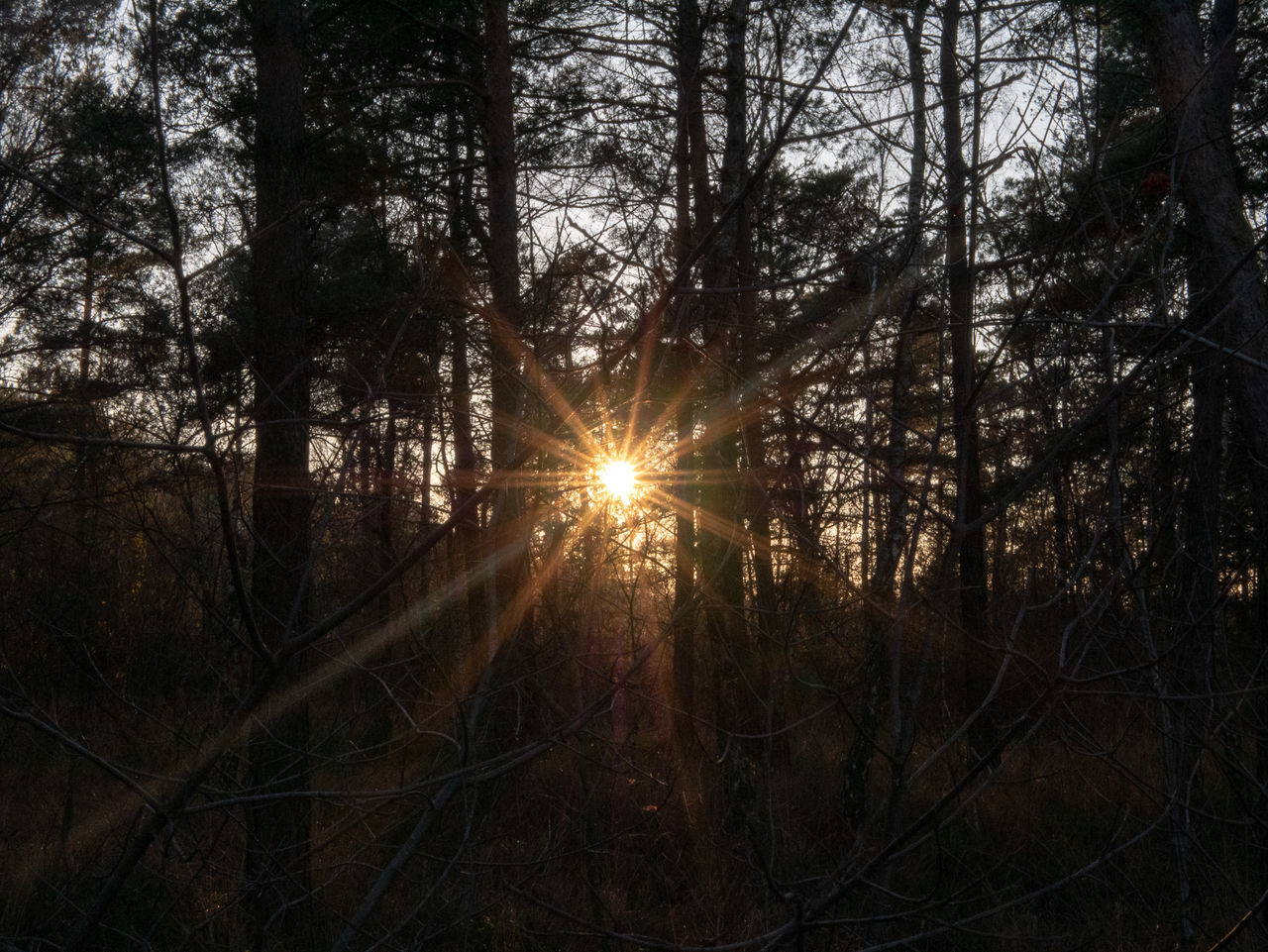 SUNLIGHT STREAMING THROUGH TREES IN FOREST AGAINST SKY