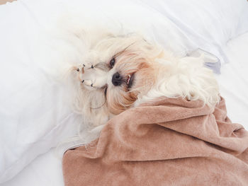 Close-up of white dog