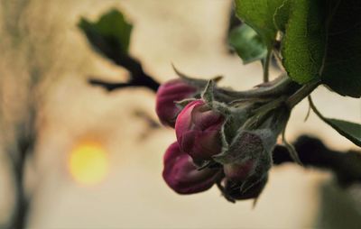 Close-up of rose bud