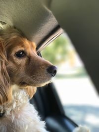 Close-up of dog in car