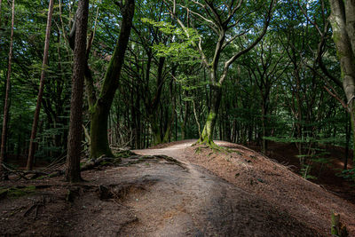 Dirt road amidst trees in forest