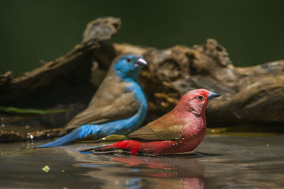 Close-up of birds in lake