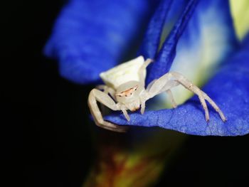 Close-up of blue lizard