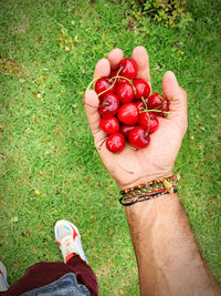 Low section of person holding strawberry on field