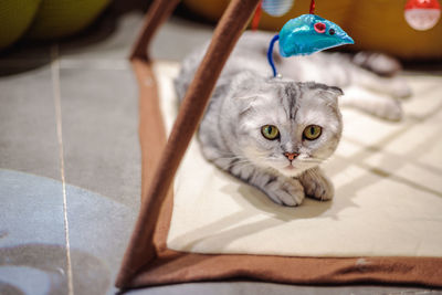 Portrait of cat relaxing on floor with toy