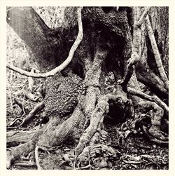 Close-up of tree trunk