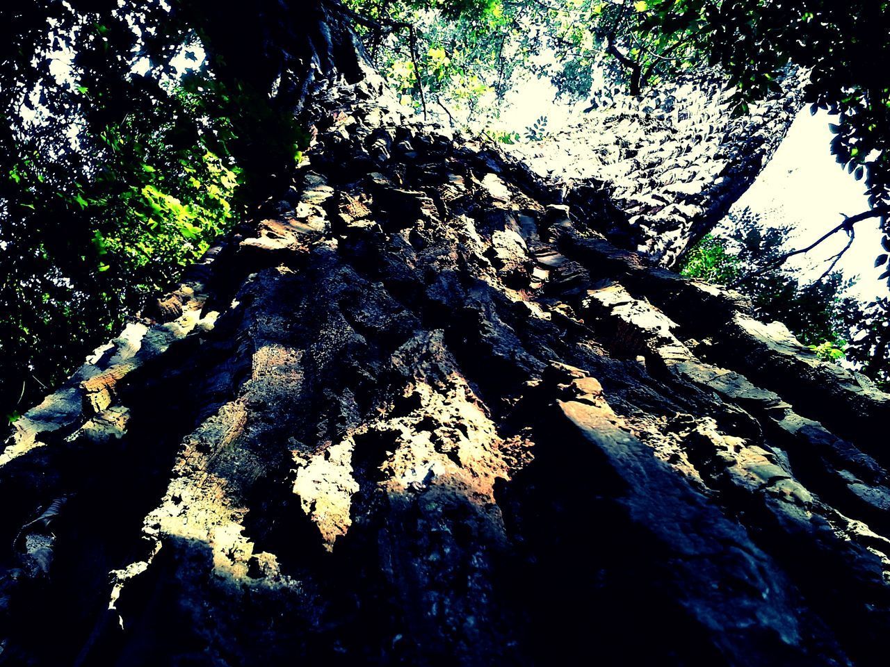 LOW ANGLE VIEW OF TREES GROWING ON ROCK