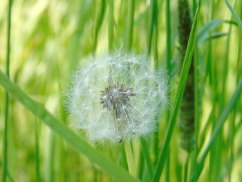 Close-up of dandelion