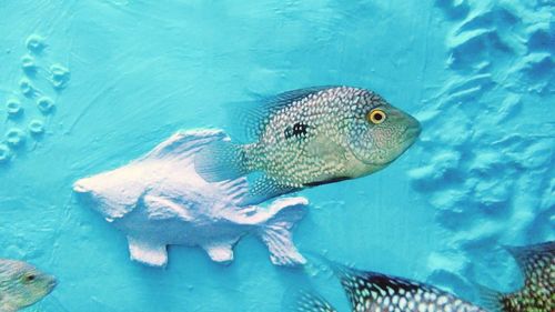 Fish swimming in sea