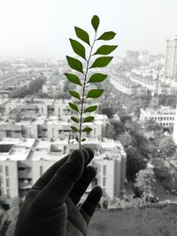 Close-up of hand holding plant against buildings in city