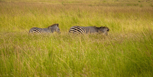 Zebra crossing in a field