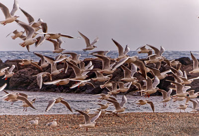 View of seagulls on beach against sky