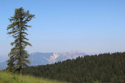 Pine trees in forest against sky