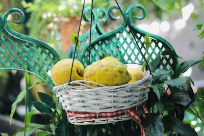 Close-up of fruits in basket