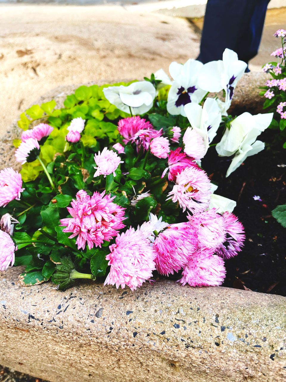 Local Germany Rainy Day Spring Flowers Spring Is Coming  Flower Nature Beauty In Nature Pink Day Springtime