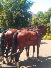 Horse standing by tree against sky