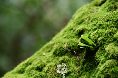 Close-up of green lizard