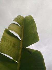 Low angle view of banana leaf against sky