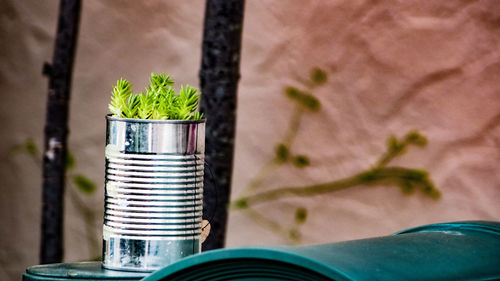 Close-up of potted plant on table