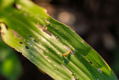 Close-up of insect on leaf