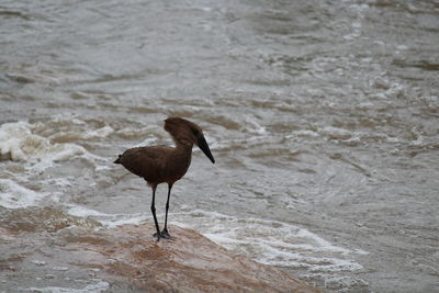 Bird on beach