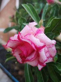 Close-up of pink rose