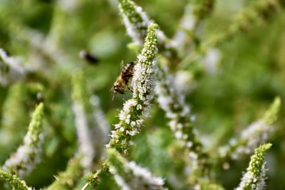 Close-up of insect on plant