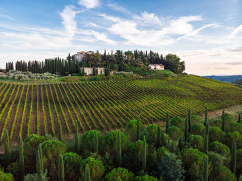 Scenic view of agricultural field against sky