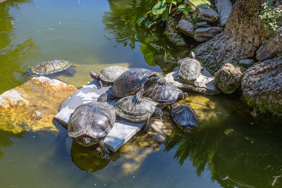 View of turtle on rock by lake