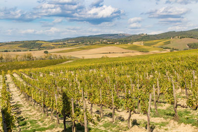 Scenic view of vineyard against sky