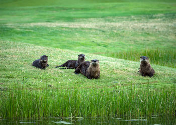 Bird on grassy field