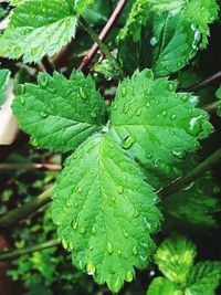 Close-up of raindrops on leaves