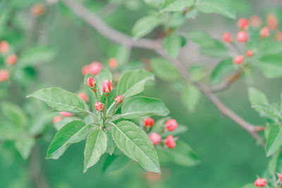 Beautiful macro of pink red small wild apple cherry buds on tree branches with light green leaves