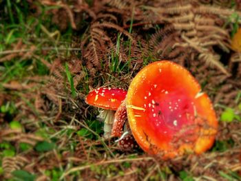 Close-up of mushroom growing on field
